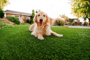 Artificial Turf For Pets Contractor, Fake Grass For Dogs Henderson NV