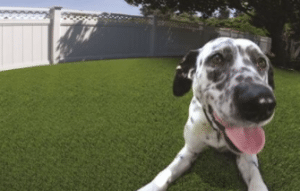 Artificial Grass Perks For Pet Owners Henderson Nv