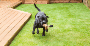 Ways To Keep Artificial Grass Clean While Having Dogs Henderson Nv
